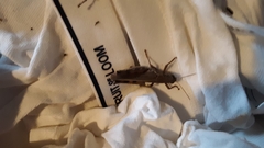 Melanoplus differentialis