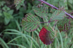 Rubus nemoralis