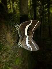Papilio delalandei