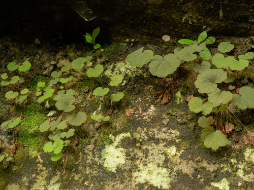 Littleflower alumroot (Heuchera parviflora)
