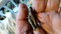 Melanoplus differentialis