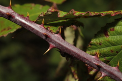 Rubus nemoralis