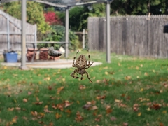 Larinioides