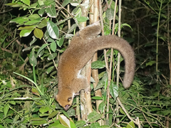 Cheirogaleus