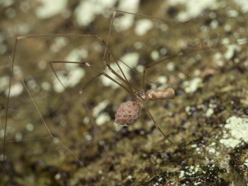 Pholcus kingi