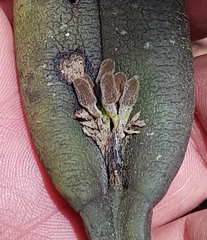 Acianthera chrysantha