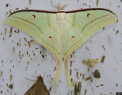 Actias selene