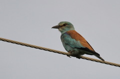 Coracias garrulus