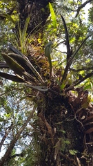 Acianthera chrysantha