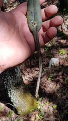 Acianthera chrysantha