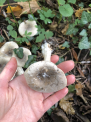 Clitocybe nebularis
