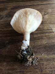 Clitocybe nebularis