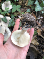 Clitocybe nebularis