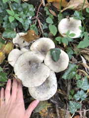 Clitocybe nebularis