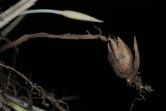 Amphicarpum amphicarpon