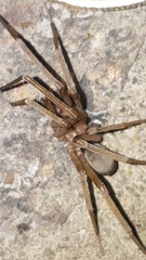 Filistata insidiatrix