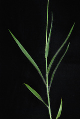 Amphicarpum amphicarpon