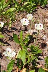 Calochortus eurycarpus