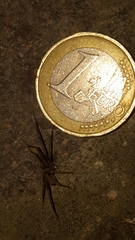 Filistata insidiatrix