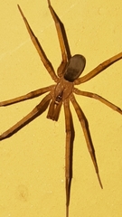 Filistata insidiatrix