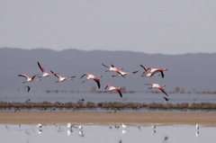 Phoenicopterus roseus