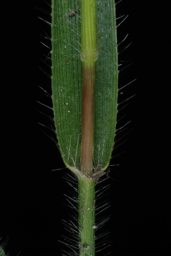 Image of Amphicarpum amphicarpon by (c) Douglas Goldman, some rights reserved (CC BY-SA)