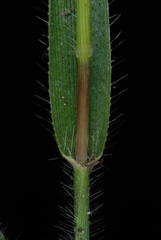 Amphicarpum amphicarpon