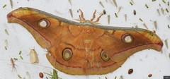 Antheraea paphia