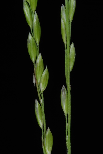 Image of Amphicarpum amphicarpon by (c) Douglas Goldman, some rights reserved (CC BY-SA)