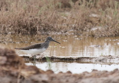 Tringa glareola