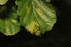 Taphrina tosquinetii