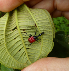 Trachelophorus giraffa