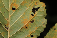 Melampsoridium hiratsukanum