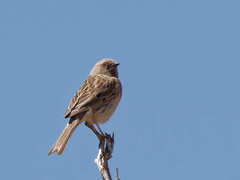 Kozlov's Accentor photo 3