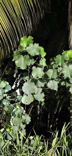 Talipariti tiliaceum