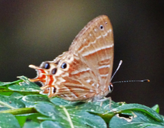 Saribia perroti