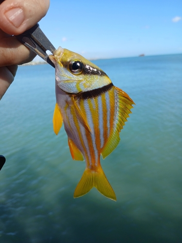 Photo of Porkfish (Anisotremus virginicus)