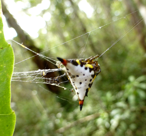 Acrosomoides acrosomoides