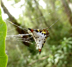 Acrosomoides acrosomoides