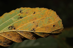 Melampsoridium hiratsukanum