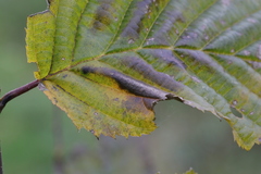 Phyllonorycter tenerella