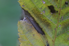 Phyllonorycter tenerella