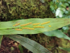 Loxogramme lanceolata