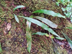 Loxogramme lanceolata