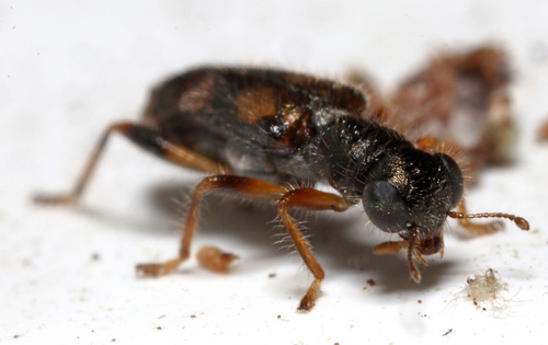 Phyllobaenus pallipennis