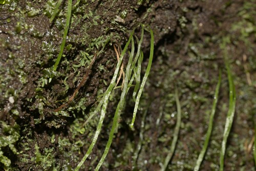 Microschizaea rupestris, 2025-08-10