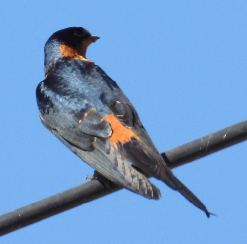 Rufous-chested Swallow