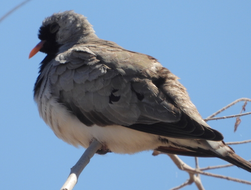 Namaqua Dove