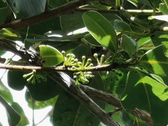 Sideroxylon borbonicum