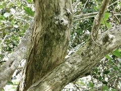 Sideroxylon borbonicum